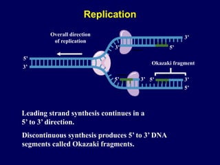 3’
5’ 5’
5’
3’
5’
3’
3’
5’
3’
Overall direction
of replication
Okazaki fragment
Leading strand synthesis continues in a
5’ to 3’ direction.
Discontinuous synthesis produces 5’ to 3’ DNA
segments called Okazaki fragments.
Replication
 