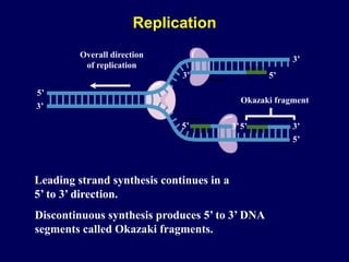 5’ 5’
5’
3’
5’
3’
3’
5’
3’
Overall direction
of replication
3’
Leading strand synthesis continues in a
5’ to 3’ direction.
Discontinuous synthesis produces 5’ to 3’ DNA
segments called Okazaki fragments.
Okazaki fragment
Replication
 