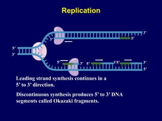 5’
5’ 3’
5’
3’
3’
5’
3’
3’
5’ 5’
3’
Leading strand synthesis continues in a
5’ to 3’ direction.
Discontinuous synthesis produces 5’ to 3’ DNA
segments called Okazaki fragments.
Replication
 