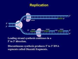 3’
5’
3’
5’
5’ 3’
5’
3’
3’
5’ 5’
3’
Leading strand synthesis continues in a
5’ to 3’ direction.
Discontinuous synthesis produces 5’ to 3’ DNA
segments called Okazaki fragments.
Replication
 
