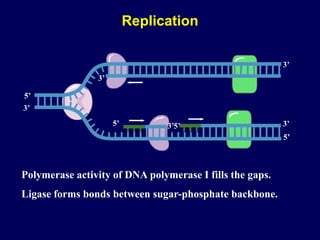 Polymerase activity of DNA polymerase I fills the gaps.
Ligase forms bonds between sugar-phosphate backbone.
3’
5’
3’
5’ 3’
5’
3’
3’
5’
Replication
 