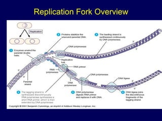 Replication Fork Overview
 