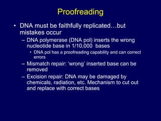 Proofreading
• DNA must be faithfully replicated…but
mistakes occur
– DNA polymerase (DNA pol) inserts the wrong
nucleotide base in 1/10,000 bases
• DNA pol has a proofreading capability and can correct
errors
– Mismatch repair: ‘wrong’ inserted base can be
removed
– Excision repair: DNA may be damaged by
chemicals, radiation, etc. Mechanism to cut out
and replace with correct bases
 