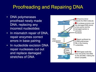 Proofreading and Repairing DNA
• DNA polymerases
proofread newly made
DNA, replacing any
incorrect nucleotides
• In mismatch repair of DNA,
repair enzymes correct
errors in base pairing
• In nucleotide excision DNA
repair nucleases cut out
and replace damaged
stretches of DNA
Nuclease
DNA
polymerase
DNA
ligase
A thymine dimer
distorts the DNA molecule.
1
A nuclease enzyme cuts
the damaged DNA strand
at two points and the
damaged section is
removed.
2
Repair synthesis by
a DNA polymerase
fills in the missing
nucleotides.
3
DNA ligase seals the
Free end of the new DNA
To the old DNA, making the
strand complete.
4
 