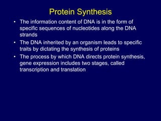 Protein Synthesis
• The information content of DNA is in the form of
specific sequences of nucleotides along the DNA
strands
• The DNA inherited by an organism leads to specific
traits by dictating the synthesis of proteins
• The process by which DNA directs protein synthesis,
gene expression includes two stages, called
transcription and translation
 