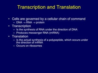Transcription and Translation
• Cells are governed by a cellular chain of command
– DNA RNA protein
• Transcription
– Is the synthesis of RNA under the direction of DNA
– Produces messenger RNA (mRNA)
• Translation
– Is the actual synthesis of a polypeptide, which occurs under
the direction of mRNA
– Occurs on ribosomes
 