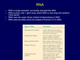 RNA
Table 17.1
• RNA is single stranded, not double stranded like DNA
• RNA is short, only 1 gene long, where DNA is very long and contains
many genes
• RNA uses the sugar ribose instead of deoxyribose in DNA
• RNA uses the base uracil (U) instead of thymine (T) in DNA.
 
