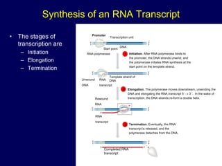 Synthesis of an RNA Transcript
• The stages of
transcription are
– Initiation
– Elongation
– Termination
Promoter
Transcription unit
RNA polymerase
Start point
5
3
3
5
3
5
5
3
5
3
3
5
5
3
3
5
5
5
Rewound
RNA
RNA
transcript
3
3
Completed RNA
transcript
Unwound
DNA
RNA
transcript
Template strand of
DNA
DNA
1 Initiation. After RNA polymerase binds to
the promoter, the DNA strands unwind, and
the polymerase initiates RNA synthesis at the
start point on the template strand.
2 Elongation. The polymerase moves downstream, unwinding the
DNA and elongating the RNA transcript 5  3 . In the wake of
transcription, the DNA strands re-form a double helix.
3 Termination. Eventually, the RNA
transcript is released, and the
polymerase detaches from the DNA.
 