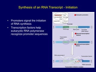 • Promoters signal the initiation
of RNA synthesis
• Transcription factors help
eukaryotic RNA polymerase
recognize promoter sequences
TRANSCRIPTION
RNA PROCESSING
TRANSLATION
DNA
Pre-mRNA
mRNA
Ribosome
Polypeptide
T A T AA
A A
ATAT T T T
TATA box Start point Template
DNA strand
5
3
3
5
Transcription
factors
5
3
3
5
Promoter
5
3
3
5
5
RNA polymerase II
Transcription factors
RNA transcript
Transcription initiation complex
Eukaryotic promoters
1
Several transcription
factors
2
Additional transcription
factors
3
Synthesis of an RNA Transcript - Initiation
 
