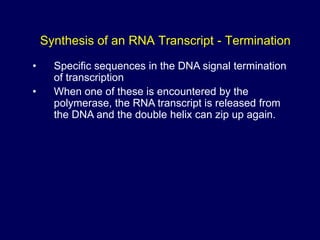 • Specific sequences in the DNA signal termination
of transcription
• When one of these is encountered by the
polymerase, the RNA transcript is released from
the DNA and the double helix can zip up again.
Synthesis of an RNA Transcript - Termination
 