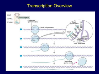 Transcription Overview
 