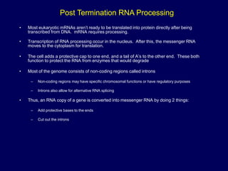 • Most eukaryotic mRNAs aren’t ready to be translated into protein directly after being
transcribed from DNA. mRNA requires processing.
• Transcription of RNA processing occur in the nucleus. After this, the messenger RNA
moves to the cytoplasm for translation.
• The cell adds a protective cap to one end, and a tail of A’s to the other end. These both
function to protect the RNA from enzymes that would degrade
• Most of the genome consists of non-coding regions called introns
– Non-coding regions may have specific chromosomal functions or have regulatory purposes
– Introns also allow for alternative RNA splicing
• Thus, an RNA copy of a gene is converted into messenger RNA by doing 2 things:
– Add protective bases to the ends
– Cut out the introns
Post Termination RNA Processing
 