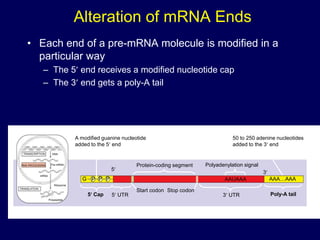 Alteration of mRNA Ends
• Each end of a pre-mRNA molecule is modified in a
particular way
– The 5 end receives a modified nucleotide cap
– The 3 end gets a poly-A tail
A modified guanine nucleotide
added to the 5 end
50 to 250 adenine nucleotides
added to the 3 end
Protein-coding segment Polyadenylation signal
Poly-A tail
3 UTR
Stop codon
Start codon
5 Cap 5 UTR
AAUAAA AAA…AAA
TRANSCRIPTION
RNA PROCESSING
DNA
Pre-mRNA
mRNA
TRANSLATION
Ribosome
Polypeptide
G P P P
5
3
 