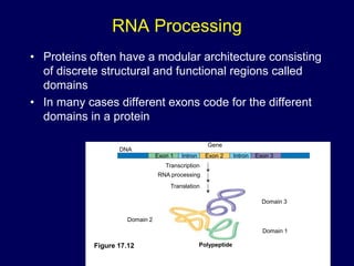 RNA Processing
• Proteins often have a modular architecture consisting
of discrete structural and functional regions called
domains
• In many cases different exons code for the different
domains in a protein
Figure 17.12
Gene
DNA
Exon 1 Intron Exon 2 Intron Exon 3
Transcription
RNA processing
Translation
Domain 3
Domain 1
Domain 2
Polypeptide
 