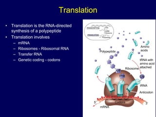 Translation
• Translation is the RNA-directed
synthesis of a polypeptide
• Translation involves
– mRNA
– Ribosomes - Ribosomal RNA
– Transfer RNA
– Genetic coding - codons
TRANSCRIPTION
TRANSLATION
DNA
mRNA
Ribosome
Polypeptide
Polypeptide
Amino
acids
tRNA with
amino acid
attached
Ribosome
tRNA
Anticodon
mRNA
Gly
A A A
U G G U U U G G C
Codons
5 3
 