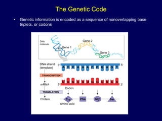 The Genetic Code
• Genetic information is encoded as a sequence of nonoverlapping base
triplets, or codons
DNA
molecule
Gene 1
Gene 2
Gene 3
DNA strand
(template)
TRANSCRIPTION
mRNA
Protein
TRANSLATION
Amino acid
A C C A A A C C G A G T
U G G U U U G G C U C A
Trp Phe Gly Ser
Codon
3 5
3
5
 