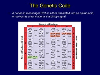 The Genetic Code
• A codon in messenger RNA is either translated into an amino acid
or serves as a translational start/stop signal
Second mRNA base
U C A G
U
C
A
G
UUU
UUC
UUA
UUG
CUU
CUC
CUA
CUG
AUU
AUC
AUA
AUG
GUU
GUC
GUA
GUG
Met or
start
Phe
Leu
Leu
lle
Val
UCU
UCC
UCA
UCG
CCU
CCC
CCA
CCG
ACU
ACC
ACA
ACG
GCU
GCC
GCA
GCG
Ser
Pro
Thr
Ala
UAU
UAC
UGU
UGC
Tyr Cys
CAU
CAC
CAA
CAG
CGU
CGC
CGA
CGG
AAU
AAC
AAA
AAG
AGU
AGC
AGA
AGG
GAU
GAC
GAA
GAG
GGU
GGC
GGA
GGG
UGG
UAA
UAG Stop
Stop UGA Stop
Trp
His
Gln
Asn
Lys
Asp
Arg
Ser
Arg
Gly
U
C
A
G
U
C
A
G
U
C
A
G
U
C
A
G
First
mRNA
base
(5

end)
Third
mRNA
base
(3

end)
Glu
 