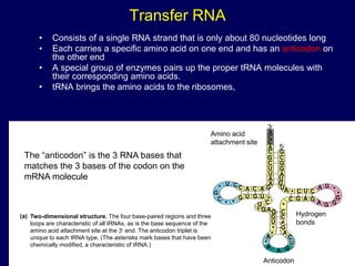 Transfer RNA
• Consists of a single RNA strand that is only about 80 nucleotides long
• Each carries a specific amino acid on one end and has an anticodon on
the other end
• A special group of enzymes pairs up the proper tRNA molecules with
their corresponding amino acids.
• tRNA brings the amino acids to the ribosomes,
Two-dimensional structure. The four base-paired regions and three
loops are characteristic of all tRNAs, as is the base sequence of the
amino acid attachment site at the 3 end. The anticodon triplet is
unique to each tRNA type. (The asterisks mark bases that have been
chemically modified, a characteristic of tRNA.)
(a)
3
C
C
A
C
G
C
U
U
A
A
G
A
C
A
C
C
U
*
G
C
* *
G U G U
*
C
U
* G AG
G
U
*
*
A
*
A
A G
U
C
A
G
A
C
C
*
C G A G
A G G
G
*
*
G
A
C
U
C
*
A
U
U
U
A
G
G
C
G
5
Amino acid
attachment site
Hydrogen
bonds
Anticodon
A
The “anticodon” is the 3 RNA bases that
matches the 3 bases of the codon on the
mRNA molecule
 