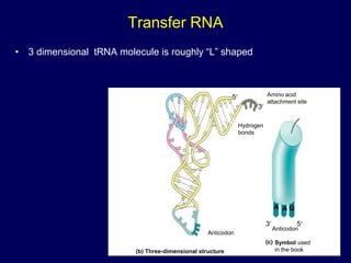 Transfer RNA
• 3 dimensional tRNA molecule is roughly “L” shaped
(b) Three-dimensional structure
Symbol used
in the book
Amino acid
attachment site
Hydrogen
bonds
Anticodon
Anticodon
A A G
5
3
3 5
(c)
 