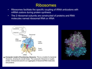 Ribosomes
• Ribosomes facilitate the specific coupling of tRNA anticodons with
mRNA codons during protein synthesis
• The 2 ribosomal subunits are constructed of proteins and RNA
molecules named ribosomal RNA or rRNA
TRANSCRIPTION
TRANSLATION
DNA
mRNA
Ribosome
Polypeptide
Exit tunnel
Growing
polypeptide
tRNA
molecules
E
P A
Large
subunit
Small
subunit
mRNA
Computer model of functioning ribosome. This is a model of a bacterial
ribosome, showing its overall shape. The eukaryotic ribosome is roughly
similar. A ribosomal subunit is an aggregate of ribosomal RNA molecules
and proteins.
(a)
5
3
 