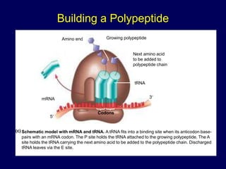 Amino end Growing polypeptide
Next amino acid
to be added to
polypeptide chain
tRNA
mRNA
Codons
3
5
Schematic model with mRNA and tRNA. A tRNA fits into a binding site when its anticodon base-
pairs with an mRNA codon. The P site holds the tRNA attached to the growing polypeptide. The A
site holds the tRNA carrying the next amino acid to be added to the polypeptide chain. Discharged
tRNA leaves via the E site.
(c)
Building a Polypeptide
 