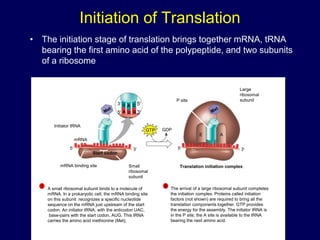 Initiation of Translation
• The initiation stage of translation brings together mRNA, tRNA
bearing the first amino acid of the polypeptide, and two subunits
of a ribosome
Large
ribosomal
subunit
The arrival of a large ribosomal subunit completes
the initiation complex. Proteins called initiation
factors (not shown) are required to bring all the
translation components together. GTP provides
the energy for the assembly. The initiator tRNA is
in the P site; the A site is available to the tRNA
bearing the next amino acid.
2
Initiator tRNA
mRNA
mRNA binding site Small
ribosomal
subunit
Translation initiation complex
P site
GDP
GTP
Start codon
A small ribosomal subunit binds to a molecule of
mRNA. In a prokaryotic cell, the mRNA binding site
on this subunit recognizes a specific nucleotide
sequence on the mRNA just upstream of the start
codon. An initiator tRNA, with the anticodon UAC,
base-pairs with the start codon, AUG. This tRNA
carries the amino acid methionine (Met).
1
U A C
A U G
E A
3
5
5
3
3
5 3
5
 
