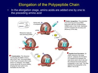 Elongation of the Polypeptide Chain
• In the elongation stage, amino acids are added one by one to
the preceding amino acid
Amino end
of polypeptide
mRNA
Ribosome ready for
next aminoacyl tRNA
E
P A
E
P A
E
P A
E
P A
GDP
GTP
GTP
GDP
2
2
site site
5
3
TRANSCRIPTION
TRANSLATION
DNA
mRNA
Ribosome
Polypeptide
Codon recognition. The anticodon
of an incoming aminoacyl tRNA
base-pairs with the complementary
mRNA codon in the A site. Hydrolysis
of GTP increases the accuracy and
efficiency of this step.
1
Peptide bond formation. An
rRNA molecule of the large
subunit catalyzes the formation
of a peptide bond between the
new amino acid in the A site and
the carboxyl end of the growing
polypeptide in the P site. This step
attaches the polypeptide to the
tRNA in the A site.
2
Translocation. The ribosome
translocates the tRNA in the A
site to the P site. The empty tRNA
in the P site is moved to the E site,
where it is released. The mRNA
moves along with its bound tRNAs,
bringing the next codon to be
translated into the A site.
3
 