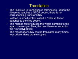 Translation
• The final step in translation is termination. When the
ribosome reaches a STOP codon, there is no
corresponding transfer RNA.
• Instead, a small protein called a “release factor”
attaches to the stop codon.
• The release factor causes the whole complex to fall
apart: messenger RNA, the two ribosome subunits,
the new polypeptide.
• The messenger RNA can be translated many times,
to produce many protein copies.
 