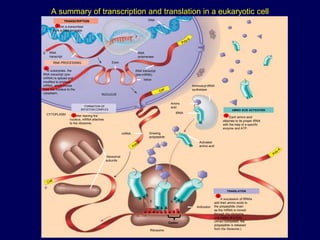 A summary of transcription and translation in a eukaryotic cell
Figure 17.26
TRANSCRIPTION
RNA is transcribed
from a DNA template.
DNA
RNA
polymerase
RNA
transcript
RNA PROCESSING
In eukaryotes, the
RNA transcript (pre-
mRNA) is spliced and
modified to produce
mRNA, which moves
from the nucleus to the
cytoplasm.
Exon
RNA transcript
(pre-mRNA)
Intron
NUCLEUS
FORMATION OF
INITIATION COMPLEX
After leaving the
nucleus, mRNA attaches
to the ribosome.
CYTOPLASM
mRNA Growing
polypeptide
Ribosomal
subunits
Aminoacyl-tRNA
synthetase
Amino
acid
tRNA
AMINO ACID ACTIVATION
Each amino acid
attaches to its proper tRNA
with the help of a specific
enzyme and ATP.
Activated
amino acid
TRANSLATION
A succession of tRNAs
add their amino acids to
the polypeptide chain
as the mRNA is moved
through the ribosome
one codon at a time.
(When completed, the
polypeptide is released
from the ribosome.)
Anticodon
A A A
U G G U U U A U G
E A
Ribosome
1
5
5
3
Codon
2
3 4
5
 