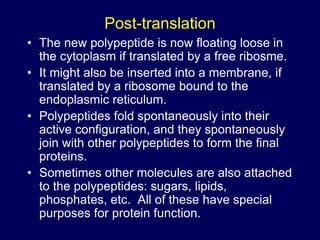 Post-translation
• The new polypeptide is now floating loose in
the cytoplasm if translated by a free ribosme.
• It might also be inserted into a membrane, if
translated by a ribosome bound to the
endoplasmic reticulum.
• Polypeptides fold spontaneously into their
active configuration, and they spontaneously
join with other polypeptides to form the final
proteins.
• Sometimes other molecules are also attached
to the polypeptides: sugars, lipids,
phosphates, etc. All of these have special
purposes for protein function.
 