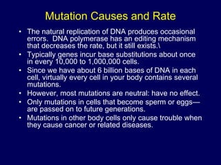 Mutation Causes and Rate
• The natural replication of DNA produces occasional
errors. DNA polymerase has an editing mechanism
that decreases the rate, but it still exists.
• Typically genes incur base substitutions about once
in every 10,000 to 1,000,000 cells.
• Since we have about 6 billion bases of DNA in each
cell, virtually every cell in your body contains several
mutations.
• However, most mutations are neutral: have no effect.
• Only mutations in cells that become sperm or eggs—
are passed on to future generations.
• Mutations in other body cells only cause trouble when
they cause cancer or related diseases.
 