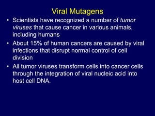 Viral Mutagens
• Scientists have recognized a number of tumor
viruses that cause cancer in various animals,
including humans
• About 15% of human cancers are caused by viral
infections that disrupt normal control of cell
division
• All tumor viruses transform cells into cancer cells
through the integration of viral nucleic acid into
host cell DNA.
 