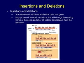 Insertions and Deletions
• Insertions and deletions
– Are additions or losses of nucleotide pairs in a gene
– May produce frameshift mutations that will change the reading
frame of the gene, and alter all codons downstream from the
mutation.
mRNA
Protein
Wild type
A U G A A G U U U G G C U A A
5
Met Lys Phe Gly
Amino end Carboxyl end
Stop
Base-pair insertion or deletion
Frameshift causing immediate nonsense
A U G U A A G U U U G G C U A
A U G A A G U U G G C U A A
A U G U U U G G C U A A
Met Stop
U
Met Lys Leu Ala
Met Phe Gly
Stop
Missing
A A G
Missing
Extra U
Frameshift causing
extensive missense
Insertion or deletion of 3 nucleotides:
no frameshift but extra or missing amino acid
3
 
