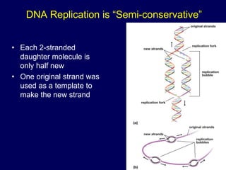 DNA Replication is “Semi-conservative”
• Each 2-stranded
daughter molecule is
only half new
• One original strand was
used as a template to
make the new strand
 