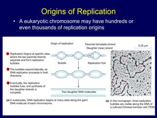 Origins of Replication
• A eukaryotic chromosome may have hundreds or
even thousands of replication origins
Replication begins at specific sites
where the two parental strands
separate and form replication
bubbles.
The bubbles expand laterally, as
DNA replication proceeds in both
directions.
Eventually, the replication
bubbles fuse, and synthesis of
the daughter strands is
complete.
1
2
3
Origin of replication
Bubble
Parental (template) strand
Daughter (new) strand
Replication fork
Two daughter DNA molecules
In eukaryotes, DNA replication begins at many sites along the giant
DNA molecule of each chromosome.
In this micrograph, three replication
bubbles are visible along the DNA of
a cultured Chinese hamster cell (TEM).
(b)
(a)
0.25 µm
 