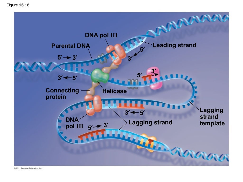 The molecular basis of inheritance