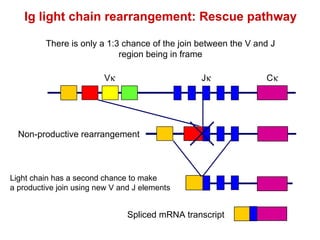 The Molecular Genetics Of Immunoglobulins | PPT