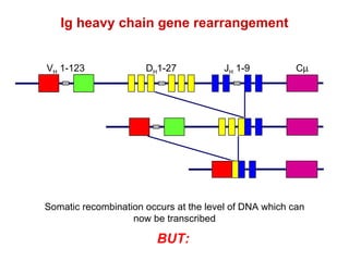 The Molecular Genetics Of Immunoglobulins | PPT