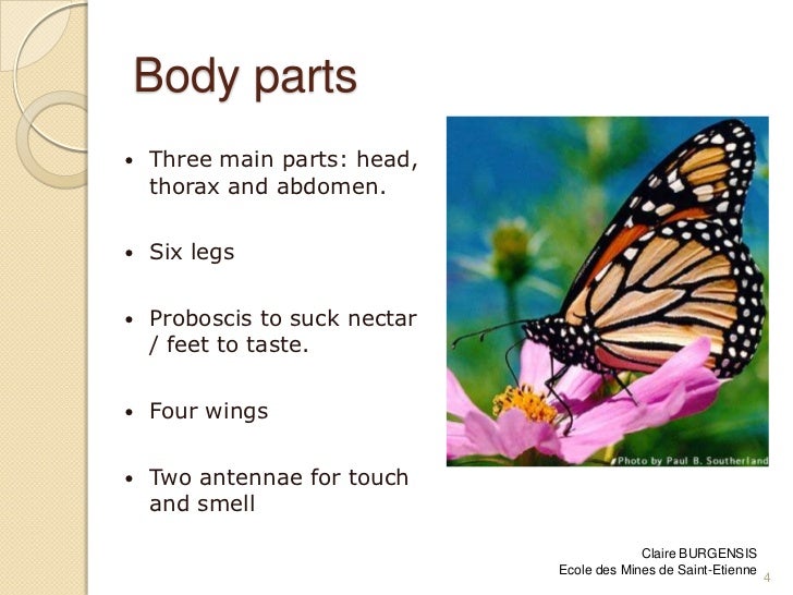The monarch butterfly
