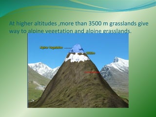 At higher altitudes ,more than 3500 m grasslands give
way to alpine vegetation and alpine grasslands.

 