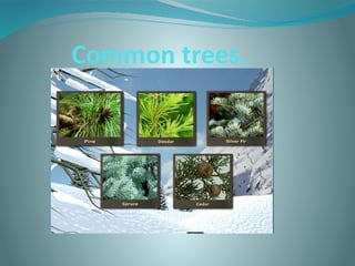 Common trees.

 