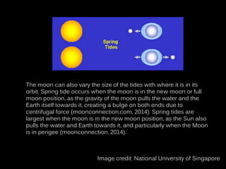 The moon can also vary the size of the tides with where it is in its
orbit. Spring tide occurs when the moon is in the new moon or full
moon position, as the gravity of the moon pulls the water and the
Earth itself towards it, creating a bulge on both ends due to
centrifugal force (moonconnection.com, 2014). Spring tides are
largest when the moon is in the new moon position, as the Sun also
pulls the water and Earth towards it, and particularly when the Moon
is in perigee (moonconnection, 2014).
Image credit: National University of Singapore
 
