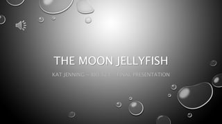 THE MOON JELLYFISH
KAT JENNING ~ BIO 123 ~ FINAL PRESENTATION
 