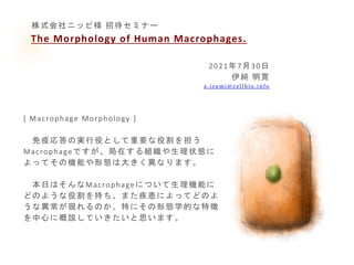 The Morphology of Human Macrophages.
2021年7月30日
伊純 明寛
a . i s u m i @ c e l l b i o . i n f o
[ Macrophage Morphology ]
免疫応答の実行役として重要な役割を担う
Macrophageですが、局在する組織や生理状態に
よってその機能や形態は大きく異なります。
本日はそんなMacrophageについて生理機能に
どのような役割を持ち、また疾患によってどのよ
うな異常が現れるのか。特にその形態学的な特徴
を中心に概説していきたいと思います。
株式会社ニッピ様 招待セミナー
 