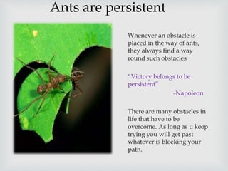 The most amazing variety of life on earth | PPTX
