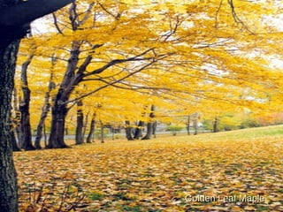 Golden Leaf Maple 