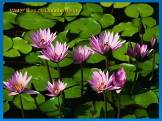 Water lilies on Danube delta 