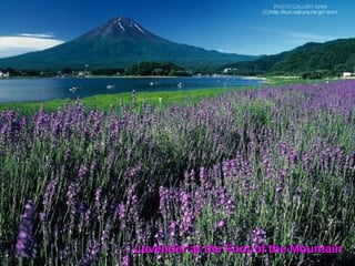 Lavender at the Foot of the Mountain 