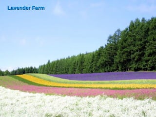 Lavender Farm 