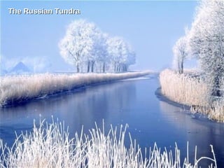 The Russian Tundra 